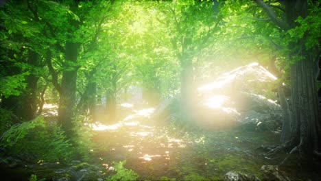 Sunbeams-Shining-through-Natural-Forest-of-Beech-Trees